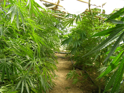 Συνελήφθησαν για καλλιέργεια δενδρυλλίων κάνναβης